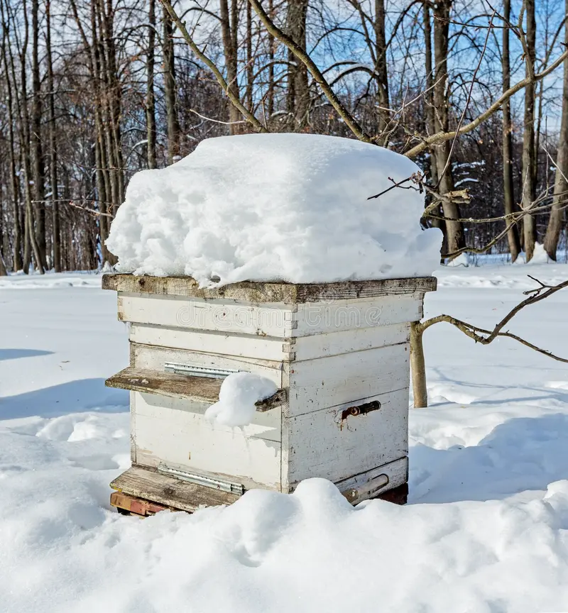 Winter Hive Care: Protecting Your Bees During the Coldest Months