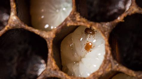 Spotlight on Tropilaelaps: The Emerging Threat to Honeybee Colonies