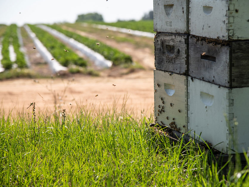 California’s Hive Registration Rule