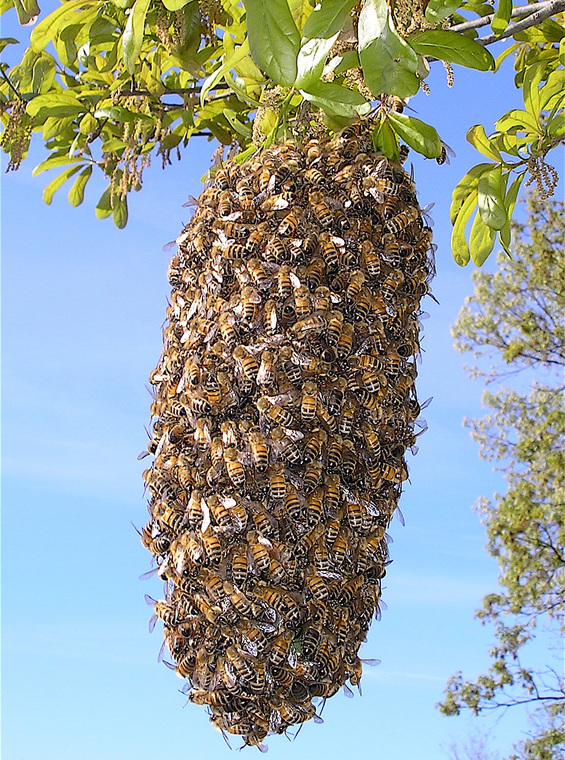 Recognizing a Swarm