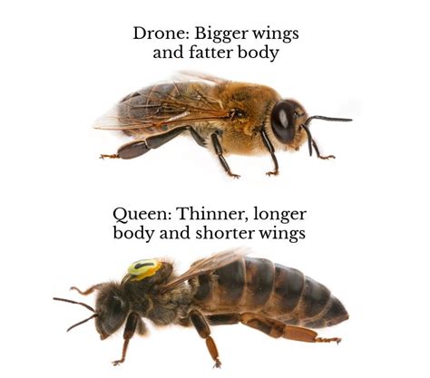 How to Tell the Difference: Queen Bee vs. Drone 🐝